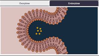 Endocytose exocytose [upl. by Philan]