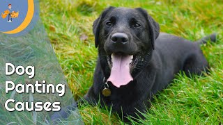 Why is My dog Panting so Much  Top 9 Reasons  Dog Health Vet Advice [upl. by Nakhsa414]