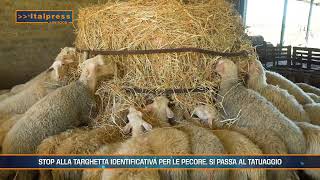 Polizze agricole allevamento ovino sensore agrivanda  Agrifood Magazine [upl. by Yonit983]