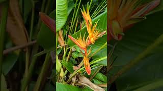 Heliconia psittacorum parrots beak [upl. by Utham]