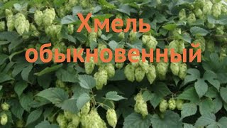 Хмель обыкновенный humulus lupulus 🌿 обыкновенный хмель обзор как сажать саженцы хмеля [upl. by Biles]