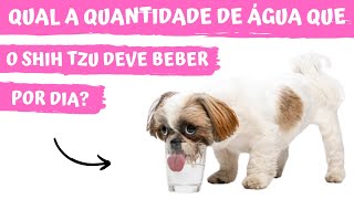 QUAL A QUANTIDADE DE ÁGUA QUE O SHIH TZU DEVE BEBER POR DIA [upl. by Enwahs]