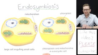 What is Endosymbiosis [upl. by Yruam]