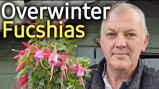 How to Overwinter Fuchsias [upl. by Senoj]