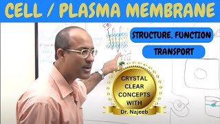 Cell or Plasma Membrane  Structure  Function amp Transport🧬 [upl. by Nitz]