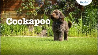 Cockapoo Puppies and Dogs Temperament Lifespan amp more  Petplan [upl. by Faina]