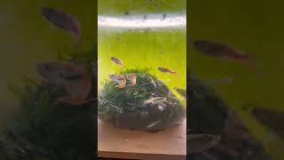 കുഞ്ഞൻ ടാങ്കിലെ endler guppy shorts aquarium malayalam kerala pets [upl. by Eberly]