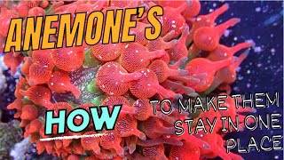 The Ultimate Guide to Anemone Tank Success [upl. by Candy21]