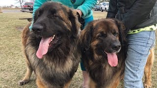 Meet the Leonbergers [upl. by Adlay]