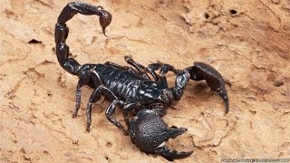 All about scorpions [upl. by Verner]