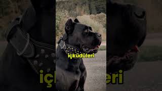 Dünyanın En iyi İkilisi  Cane Corso ve Dogo Argentino [upl. by Attenwahs]