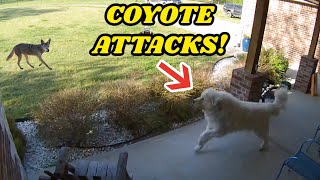 GIANT GUARD DOG CHASES COYOTE AWAY AFTER ATTACK CAUGHT ON GOOGLE NEST CAM [upl. by Amitak]