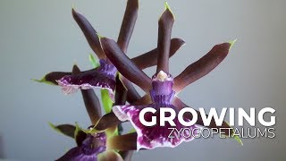 Growing Zygopetalums My Experience on How They Grow in My Environment  ORCHID CARE [upl. by Chladek472]