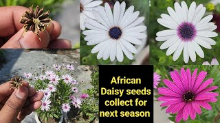 African Daisy seeds collect for next seasonDimorphothecacape marigoldosteospermum [upl. by Anual]