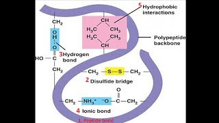 Bonds in Protein Structure  Biomolecules  Biochemistry biologyexams4u [upl. by Aicinat]