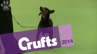 Miniature Pinscher  Best of Breed  Crufts 2014 [upl. by Nylirahs]