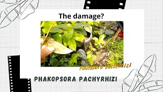 Rust Disease caused by Phakopsora pachyrhizi [upl. by Gokey]