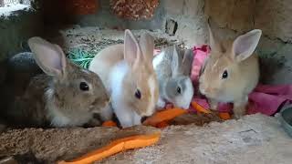 Rabbits eating carrot  cute rabbits🥕🐇 [upl. by Hindu]