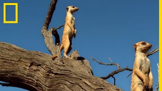 Lattaque groupée des suricates [upl. by Monafo]