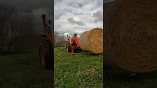 Feeding the Harvest Steers [upl. by Nashner114]