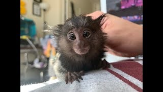 Adorable smallest marmoset monkey [upl. by Whelan]