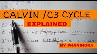 CALVIN CYCLE  C3 CYCLE  BY PHANINDRA GUPTA [upl. by Abbott]