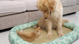 Golden Retriever Reaction to a Kitten Occupying her Bed [upl. by Imoin]