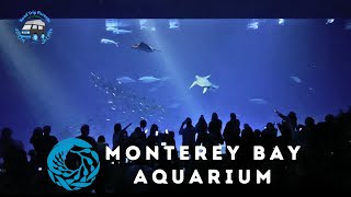 Is the 60 Monterey Bay Aquarium Ticket Worth the Experience [upl. by Llerad6]