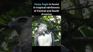 Harpy Eagle  National Bird of Panama [upl. by Janeva]