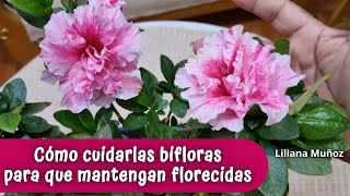 CÓMO CUIDAR LAS BIFLORAS PARA QUE MANTENGAN FLORECIDASLiliana Muñoz [upl. by Alhsa]