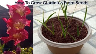 How To Grow Gladiolus From Seeds [upl. by Hpesojnhoj]