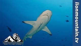 Diving with Grey Reef shark off Kuredu Island Maldives [upl. by Earla14]