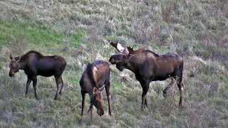 Moose Cow Running her Calf Away During the Rut [upl. by Magdau436]