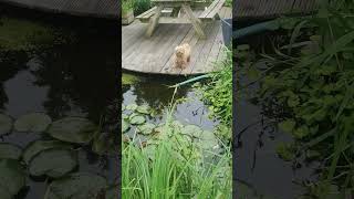 30 Blaffende Maltipoo Barking Maltipoo [upl. by Decrem291]