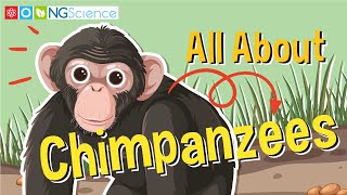 All About Chimpanzees [upl. by Mcdowell207]