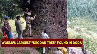 Worlds largest quotDeodar Treequot found in Doda [upl. by Yewed]