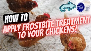 How To Apply Frostbite Ointment Treatment amp Prevention To Your Chickens [upl. by Dhar]