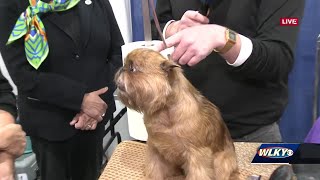 Some potential champions at the Kentuckiana Cluster of Dog Shows [upl. by Louella]