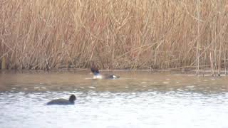 21220 Fuligule nyroca Aythya nyroca Ferruginous Duck [upl. by Dedra]