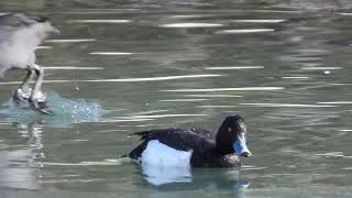 Séance plongeon pour le fuligule morillon  Aythya fuligula [upl. by Anil465]