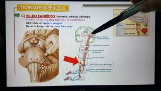 CEREBELO anatomía vías aferenteseferentes fisiología y correlatos clínicos [upl. by Toshiko]