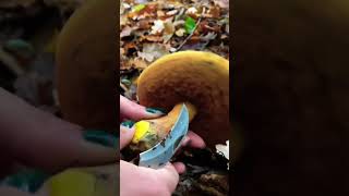 Flockenstieliger Hexenröhrling 🍴 Neoboletus Erythropus pilze boletus funghi wald mushroom [upl. by Fitzhugh]