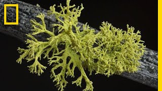 Whats in a Lichen How Scientists Got It Wrong for 150 Years  Short Film Showcase [upl. by Wilhide]