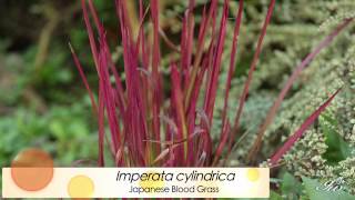 Ornamental Grasses  featuring Japanese Blood Grass Dwarf Fountain Grass amp More [upl. by Goober]