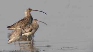 Far Eastern Curlew with Eurasian Curlew [upl. by Aisayt]