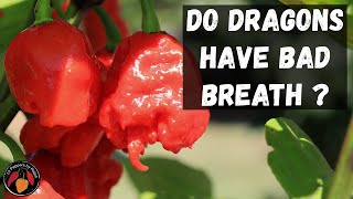 Dragons Breath Pepper Review and Tasting of this Spicy Treat [upl. by Gwenore]