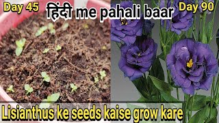 How to grow Lisianthus from seeds  Lisianthus के बीज कैसे उगाए [upl. by Moonier]