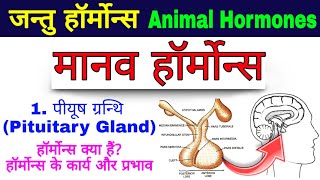 मानव हॉर्मोन्स Human hormones endocrine system in hindi  harmon  hormones  Pituitary glands [upl. by Espy643]