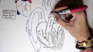 Cardiology  Heart Physiology I Cardiac Myocyte and Membrane Potential [upl. by Farrell]