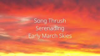 Song thrush serenading Early March Skies [upl. by Fablan]